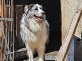 Vigoureux Berger Australie LOF disponible pour saillie