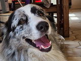 Vigoureux Berger Australie LOF disponible pour saillie