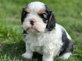Chiots Cavaliers King Charles LOF à réserver