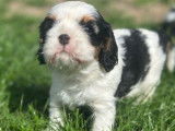 Chiots Cavaliers King Charles LOF à réserver