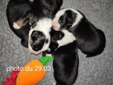 4 chiots mâles Berger Américain Miniature à réserver (LOF)