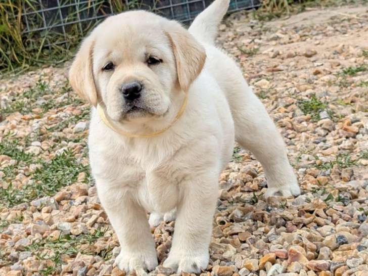 Chiots Labrador sable, femelles, à réserver. Inscrites au LOF. Parents testés.
