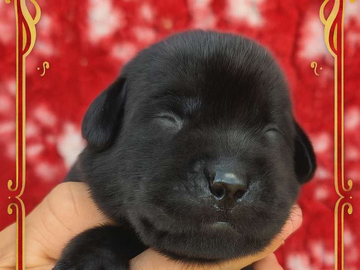 A réserver chiots Labrador. Inscrits au LOF. Parents testés.  Super caractère.