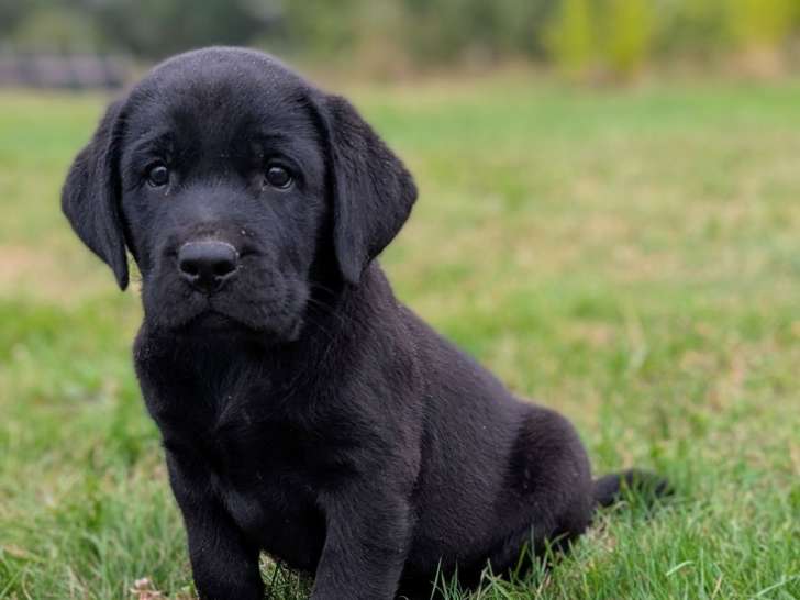 A réserver chiots Labrador. Inscrits au LOF. Parents testés.  Super caractère.