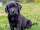 A réserver chiots Labrador. Inscrits au LOF. Parents testés. Super caractère.