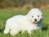 2 chiots femelles Samoyède disponibles à la réservation (LOF)