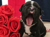 Chiots Staffordshire Bull Terrier disponibles à la réservation (LOF)