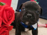 Chiots Staffordshire Bull Terrier disponibles à la réservation (LOF)