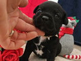 Chiots Staffordshire Bull Terrier disponibles à la réservation (LOF)