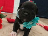 Chiots Staffordshire Bull Terrier disponibles à la réservation (LOF)