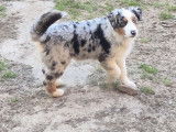 4 chiots Berger Australien LOF disponibles à l’achat
