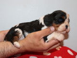 2 chiots mâles Cavaliers King Charles LOF tricolores à réserver