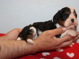 2 chiots mâles Cavaliers King Charles LOF tricolores à réserver