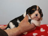 2 chiots mâles Cavaliers King Charles LOF tricolores à réserver