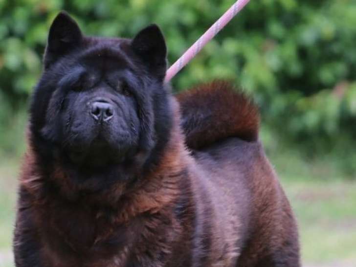 À vendre une chienne Chow Chow de 2 ans (LOF)