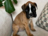 Un chiot mâle Boxer LOF disponible à la réservation