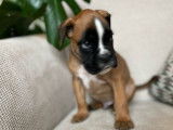 Un chiot mâle Boxer LOF disponible à la réservation