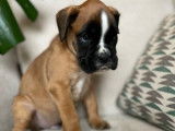 Un chiot mâle Boxer LOF disponible à la réservation
