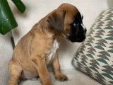 Un chiot mâle Boxer LOF disponible à la réservation