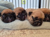 8 chiots Bouledogues Français fauves à réserver (LOF)