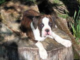 Chiot de type Boxer à vendre