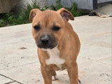 Un chiot femelle Staffordshire Bull Terrier LOF fauve à vendre