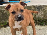 Un chiot femelle Staffordshire Bull Terrier LOF fauve à vendre