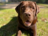 Mâle Labrador chocolat disponible pour saillie