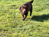 Une chienne Labrador Retriever LOF chocolat de 4 ans disponible à la vente