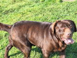 Une chienne Labrador Retriever LOF chocolat de 4 ans disponible à la vente