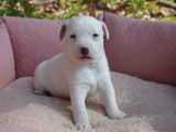 2 chiots Jack Russell Terriers LOF à réserver