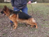 Un chien Berger Allemand noir d’un an LOF à acheter