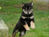 À vendre 2 chiots Shiba Inu (non LOF)