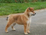 À vendre 2 chiots Shiba Inu (non LOF)