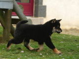 À vendre 2 chiots Shiba Inu (non LOF)