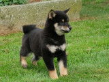 À vendre 2 chiots Shiba Inu (non LOF)