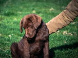 2 chiots Labrador femelles LOF disponibles à l’achat