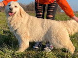 3 chiots femelles Golden Retrievers LOF disponibles à la réservation