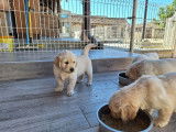 3 chiots femelles Golden Retrievers LOF disponibles à la réservation