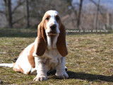 2 chiots Basset Hounds LOF disponibles à la vente