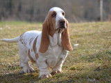 2 chiots Basset Hounds LOF disponibles à la vente