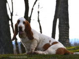 2 chiots Basset Hounds LOF disponibles à la vente