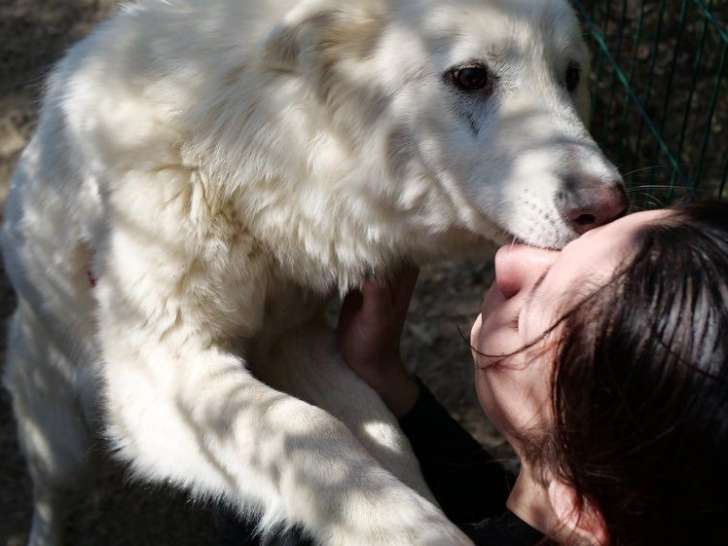 Chien adulte Berger Blanc Suisse LOF à vendre