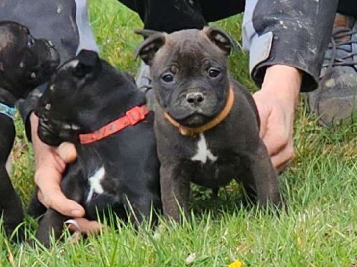 5 chiots Staffordshire Bull Terriers LOF à réserver