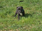 5 chiots Staffordshire Bull Terriers LOF à réserver