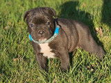 5 chiots Staffordshire Bull Terriers LOF à réserver