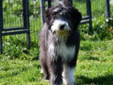 Chiots Bearded Collie mâles LOF à vendre