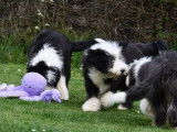Chiots Bearded Collie mâles LOF à vendre