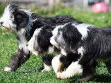 Chiots Bearded Collie mâles LOF à vendre