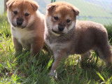 4 chiots Shiba Inu LOF à vendre